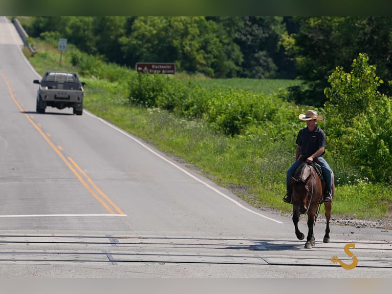 American Quarter Horse Gelding 4 years 14,3 hh Roan-Bay in Bogard