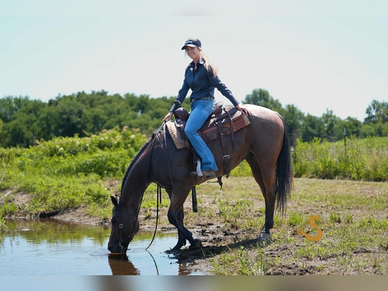 American Quarter Horse Gelding 4 years 14,3 hh Roan-Bay in Bogard