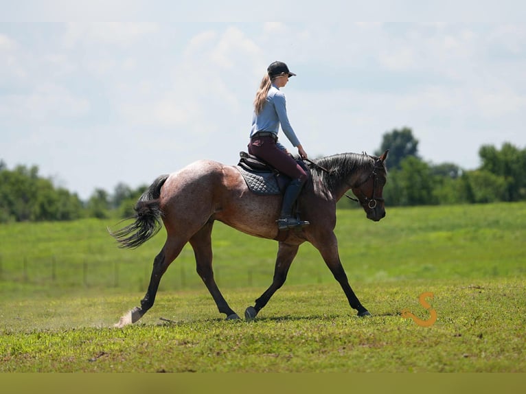 American Quarter Horse Gelding 4 years 14,3 hh Roan-Bay in Bogard