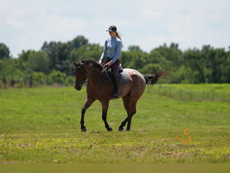 American Quarter Horse Gelding 4 years 14,3 hh Roan-Bay in Bogard
