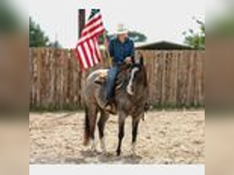 American Quarter Horse Gelding 4 years 14,3 hh Roan-Blue in Lufkin, TX