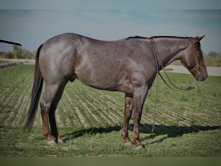 American Quarter Horse Gelding 4 years 14,3 hh Roan-Red in Tonopah