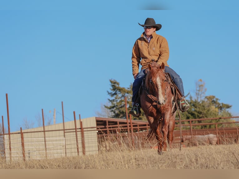 American Quarter Horse Gelding 4 years 14,3 hh Roan-Red in Ripley