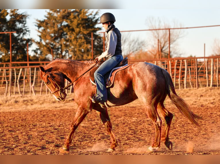 American Quarter Horse Gelding 4 years 14,3 hh Roan-Red in Ripley