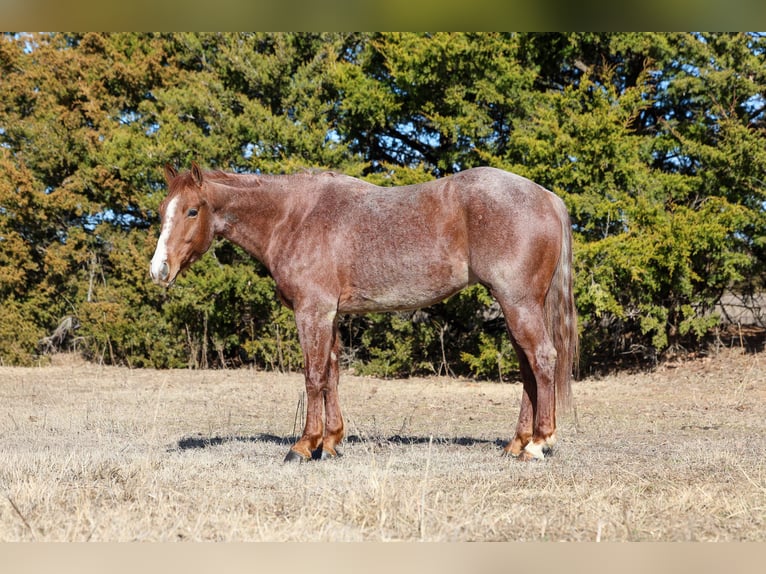 American Quarter Horse Gelding 4 years 14,3 hh Roan-Red in Ripley