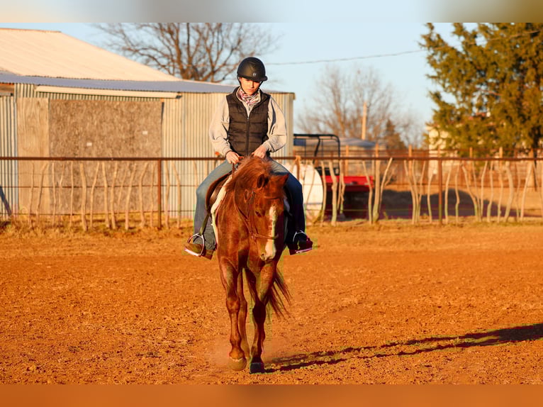 American Quarter Horse Gelding 4 years 14,3 hh Roan-Red in Ripley
