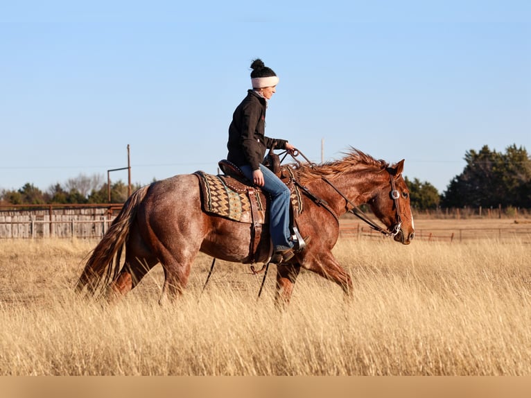 American Quarter Horse Gelding 4 years 14,3 hh Roan-Red in Ripley