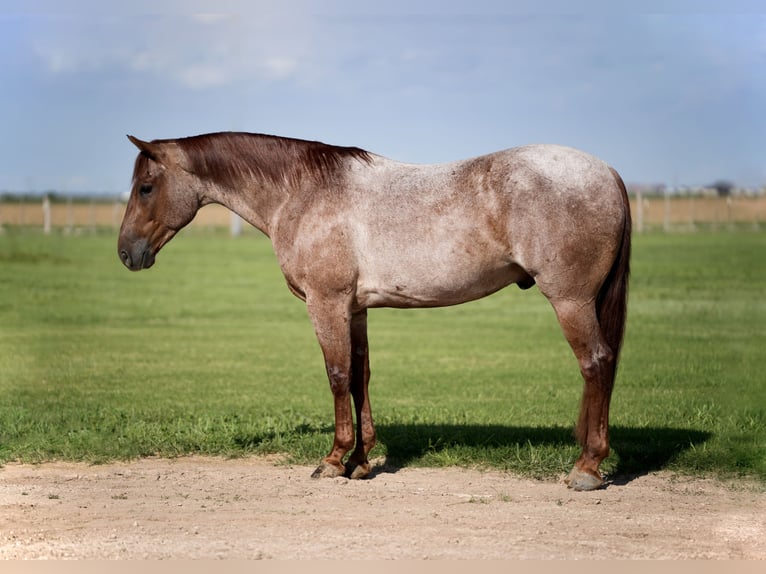 American Quarter Horse Gelding 4 years 14,3 hh Roan-Red in Amarillo, TX