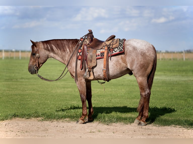 American Quarter Horse Gelding 4 years 14,3 hh Roan-Red in Amarillo, TX