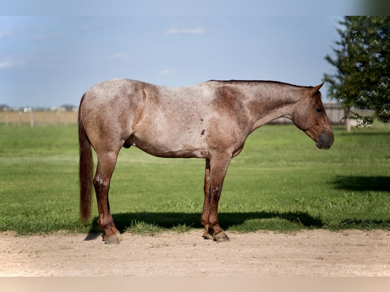 American Quarter Horse Gelding 4 years 14,3 hh Roan-Red in Amarillo, TX