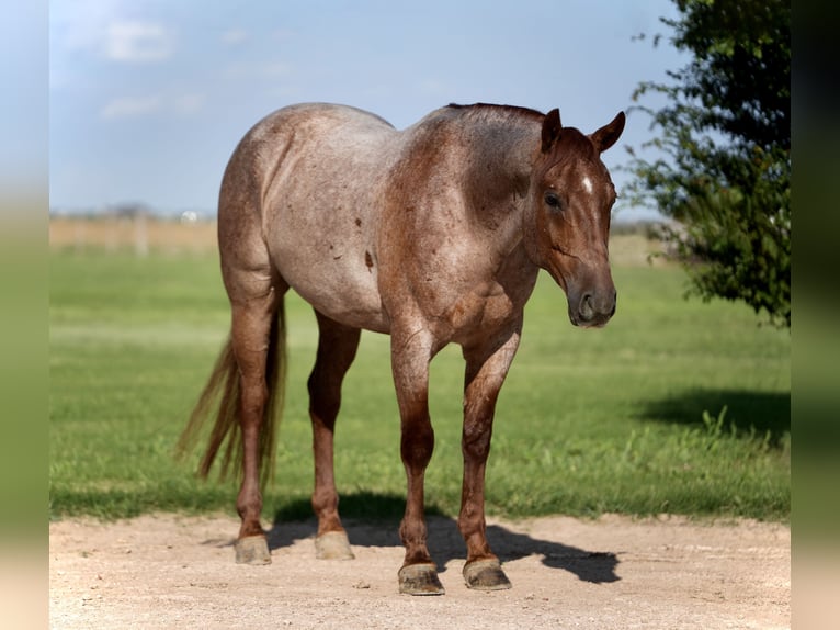 American Quarter Horse Gelding 4 years 14,3 hh Roan-Red in Amarillo, TX