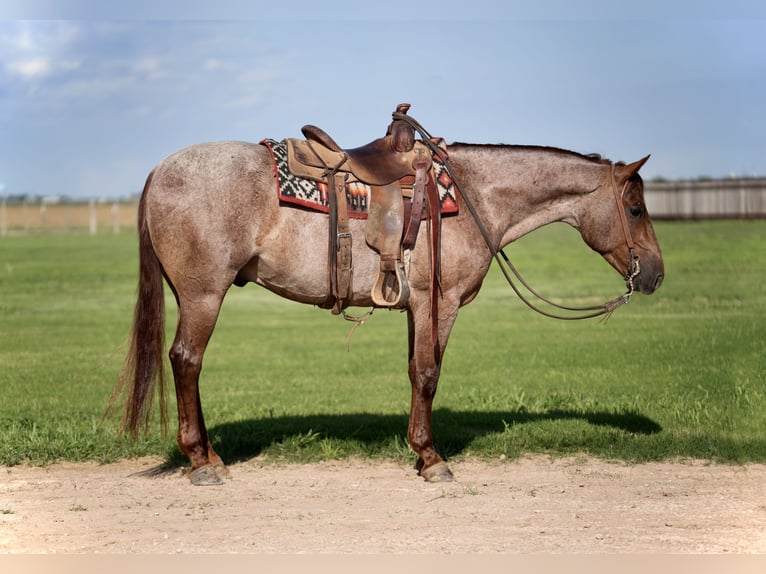 American Quarter Horse Gelding 4 years 14,3 hh Roan-Red in Amarillo, TX