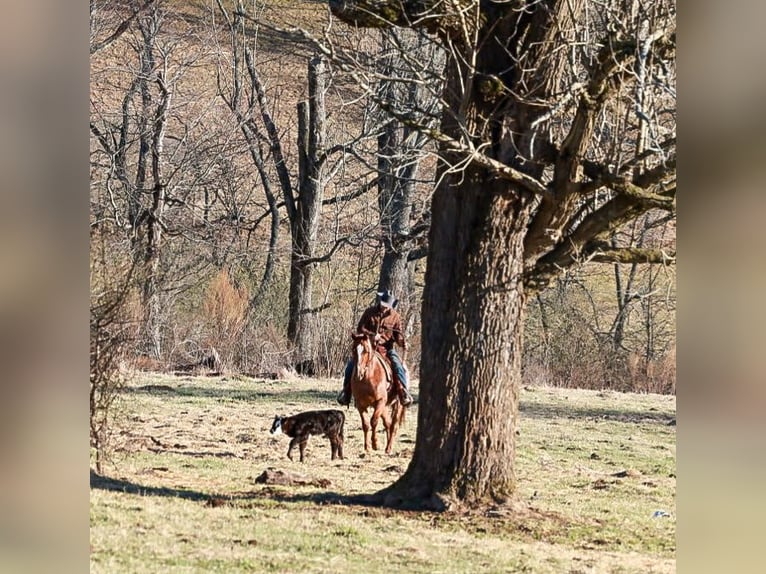 American Quarter Horse Gelding 4 years 14,3 hh Roan-Red in Blairsville