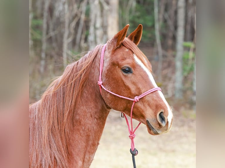 American Quarter Horse Gelding 4 years 14,3 hh Roan-Red in Blairsville
