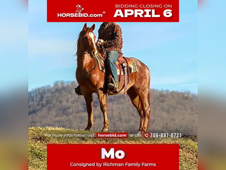 American Quarter Horse Gelding 4 years 14,3 hh Roan-Red in Blairsville