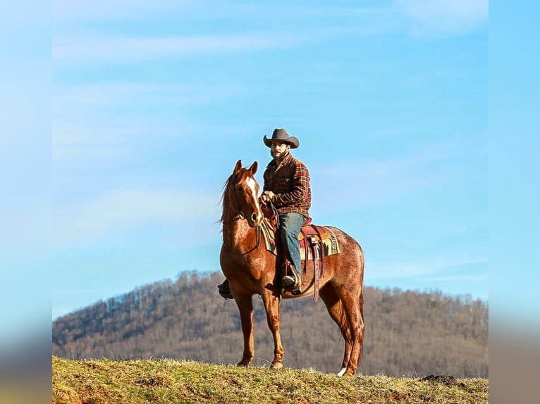 American Quarter Horse Gelding 4 years 14,3 hh Roan-Red in Blairsville