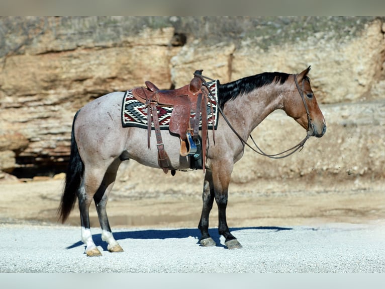 American Quarter Horse Gelding 4 years 14,3 hh Roan-Red in Mount Vernon
