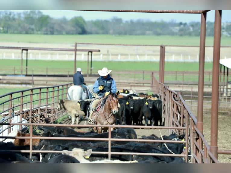 American Quarter Horse Gelding 4 years 14,3 hh Roan-Red in Mount Vernon