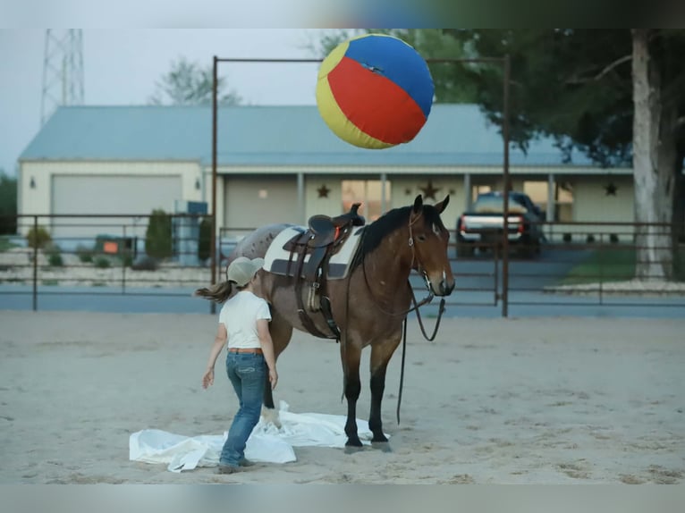 American Quarter Horse Gelding 4 years 14,3 hh Roan-Red in Mount Vernon