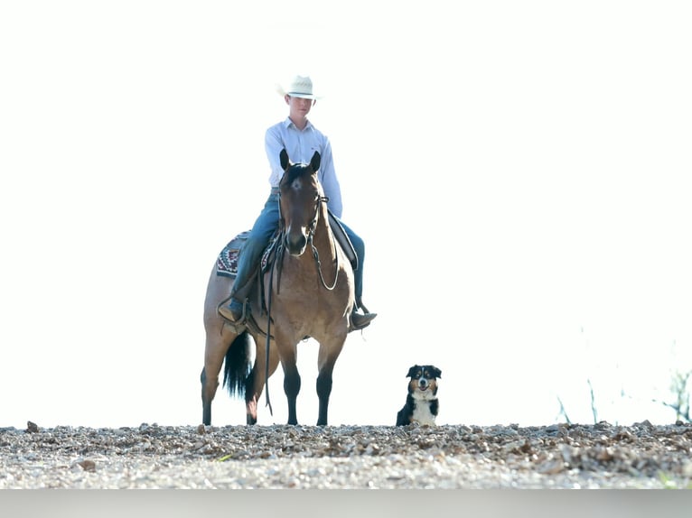 American Quarter Horse Gelding 4 years 14,3 hh Roan-Red in Mount Vernon