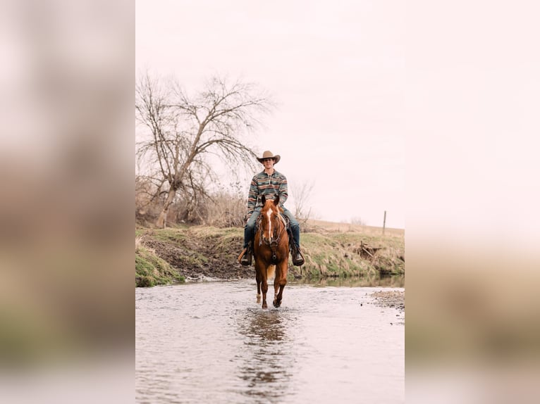 American Quarter Horse Gelding 4 years 14,3 hh Sorrel in Decorah