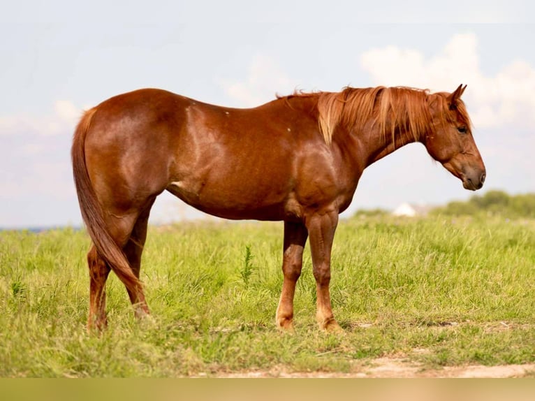 American Quarter Horse Gelding 4 years 14,3 hh Sorrel in Weatherford TX