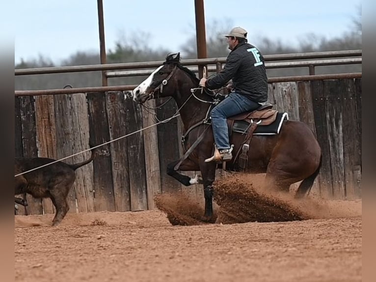 American Quarter Horse Gelding 4 years 15.1 hh Bay in Waco