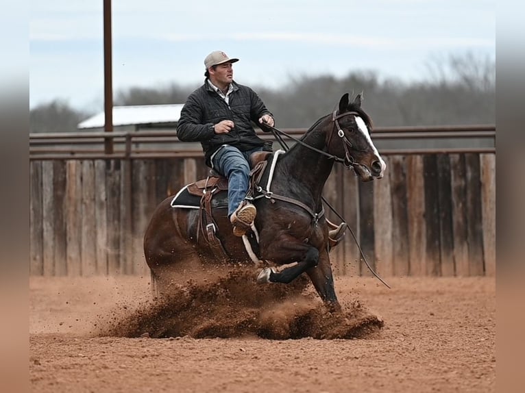 American Quarter Horse Gelding 4 years 15.1 hh Bay in Waco