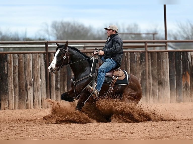 American Quarter Horse Gelding 4 years 15.1 hh Bay in Waco