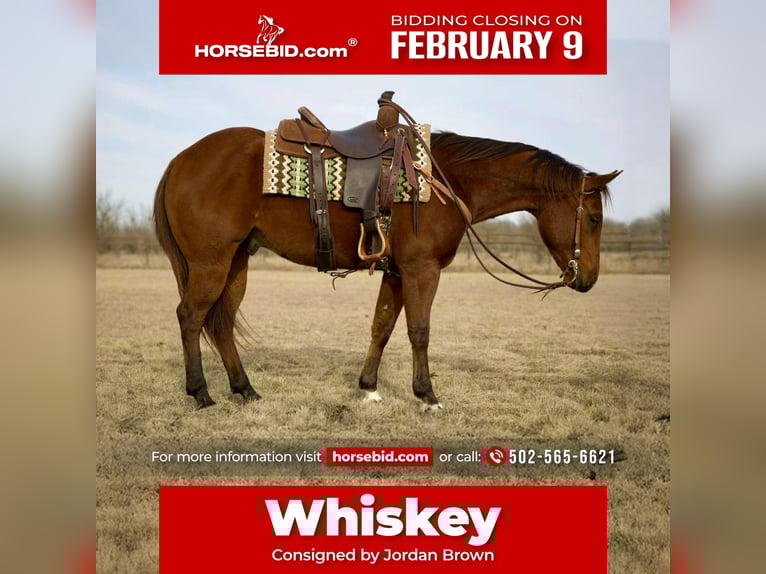 American Quarter Horse Gelding 4 years 15.1 hh Bay in Georgetown