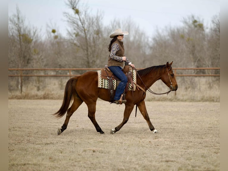 American Quarter Horse Gelding 4 years 15.1 hh Bay in Georgetown
