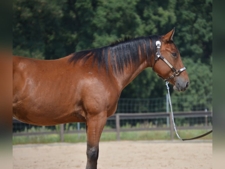 American Quarter Horse Gelding 4 years 15,1 hh Brown in Wusterhausen (Dosse) American Quarter Horse Gelding 4 years 15,1 hh Brown in Wusterhausen (Dosse)