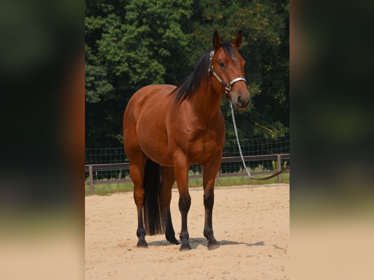 American Quarter Horse Gelding 4 years 15,1 hh Brown in Wusterhausen (Dosse) American Quarter Horse Gelding 4 years 15,1 hh Brown in Wusterhausen (Dosse)