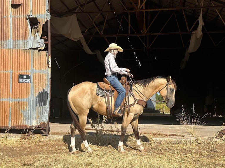 American Quarter Horse Gelding 4 years 15,1 hh Buckskin in Byers TX