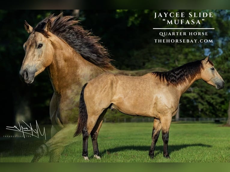 American Quarter Horse Gelding 4 years 15.1 hh Buckskin in Poplarville, MS