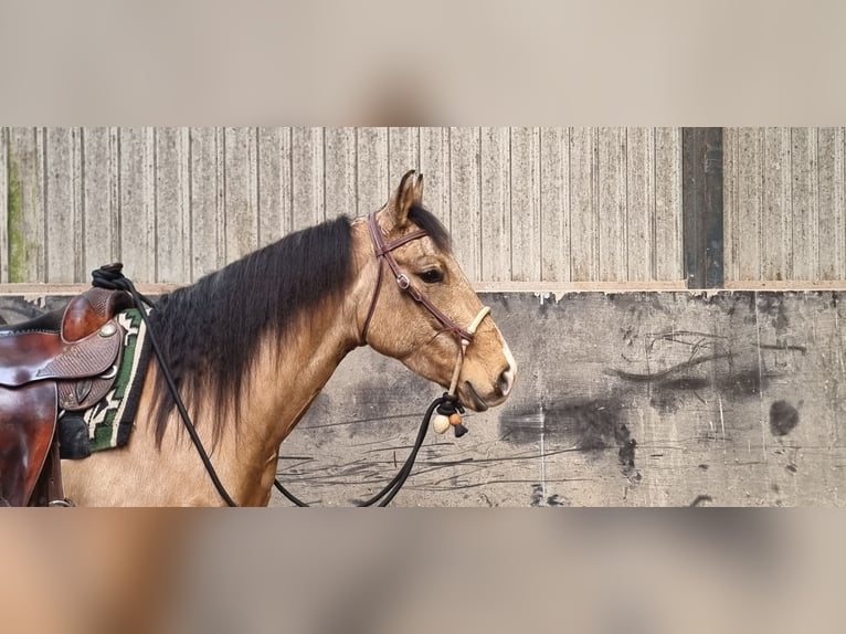 American Quarter Horse Gelding 4 years 15,1 hh Buckskin in Rotstergaast