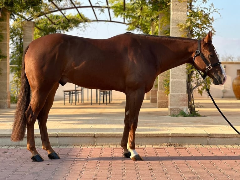 American Quarter Horse Gelding 4 years 15,1 hh Chestnut-Red in Lecce