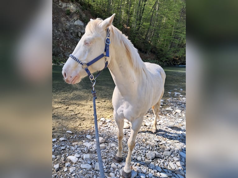 American Quarter Horse Gelding 4 years 15.1 hh Cremello in Hohenpeißenberg