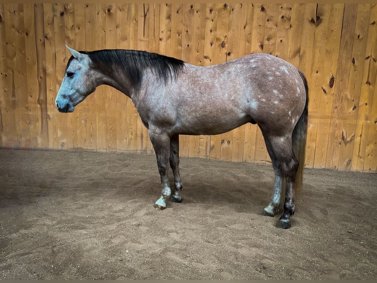 American Quarter Horse Gelding 4 years 15,1 hh Gray in Sheffield, IA