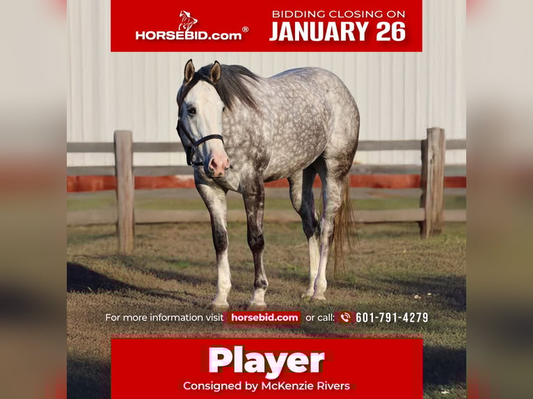 American Quarter Horse Gelding 4 years 15.1 hh Grey in Lucedale