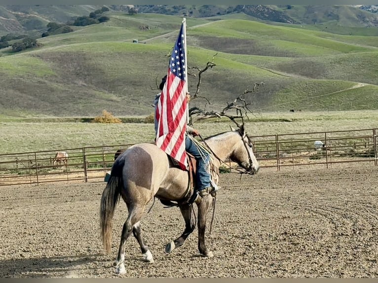 American Quarter Horse Gelding 4 years 15.1 hh Grey in Paicines CA