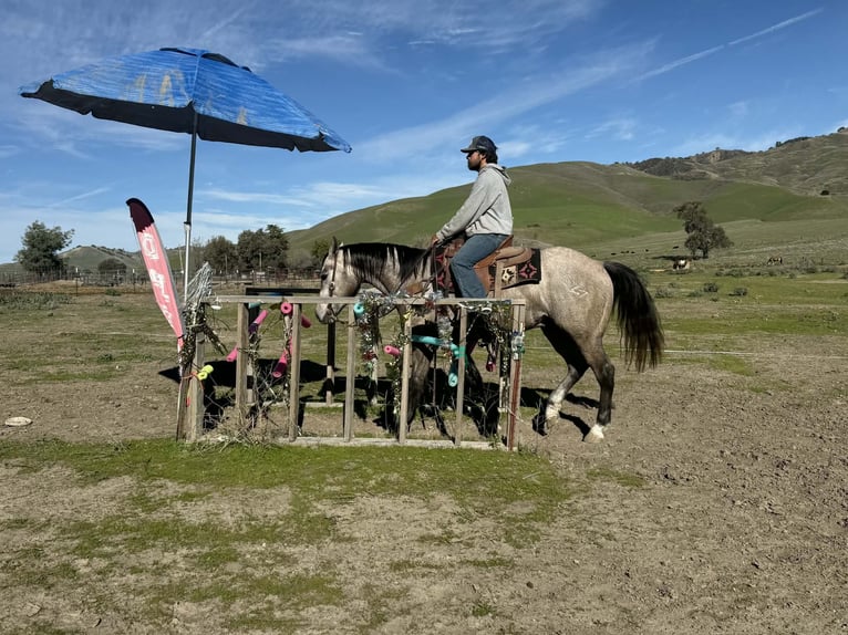American Quarter Horse Gelding 4 years 15.1 hh Grey in Paicines CA