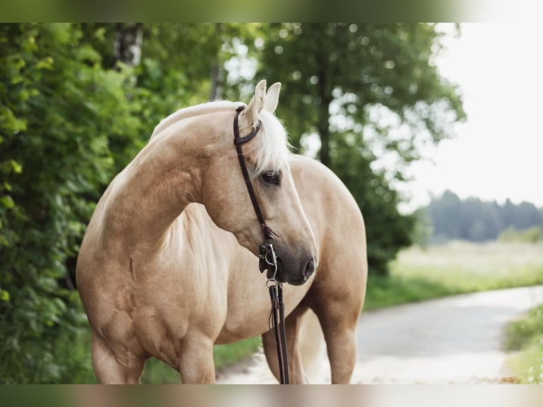 American Quarter Horse Gelding 4 years 15,1 hh Palomino in Marbach