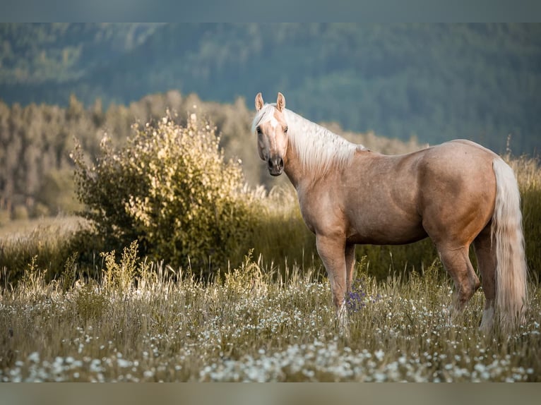 American Quarter Horse Gelding 4 years 15,1 hh Palomino in Marbach