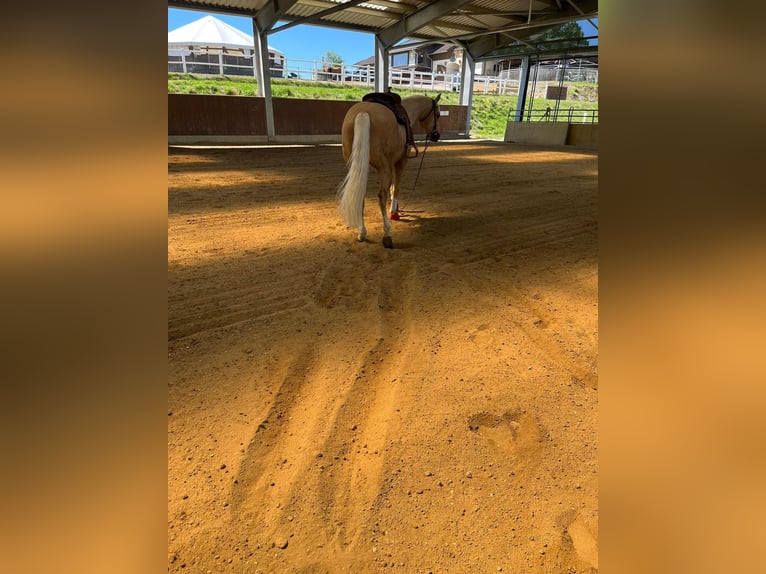 American Quarter Horse Gelding 4 years 15,1 hh Palomino in Marbach