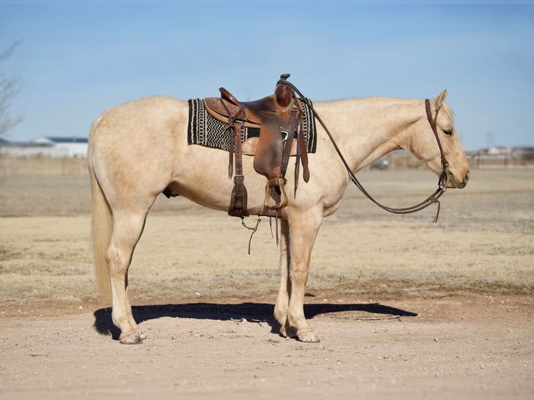 American Quarter Horse Gelding 4 years 15,1 hh Palomino in Amarillo, TX