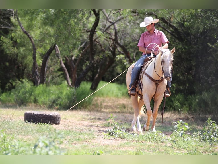 American Quarter Horse Gelding 4 years 15,1 hh Palomino in Joshua, TX
