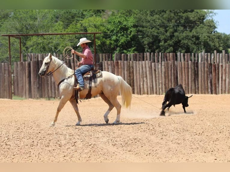 American Quarter Horse Gelding 4 years 15,1 hh Palomino in Joshua, TX