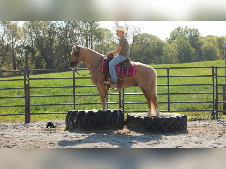 American Quarter Horse Gelding 4 years 15,1 hh Palomino in Fredericksburg