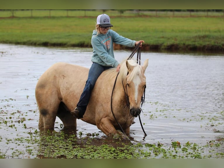 American Quarter Horse Gelding 4 years 15,1 hh Palomino in Pilot Point, TX